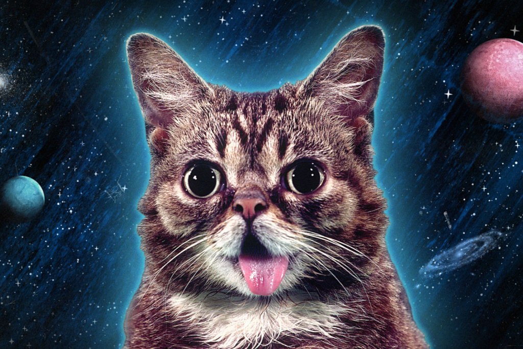 What Is the Secret behind Lil Bub’s Unique Appearance (8)
