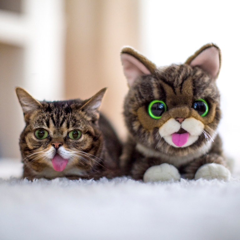 What Is the Secret behind Lil Bub’s Unique Appearance (9)