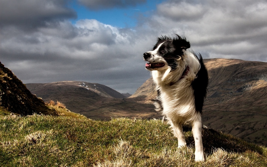 Why Is Collie Dog a Perfect Watchdog (13)