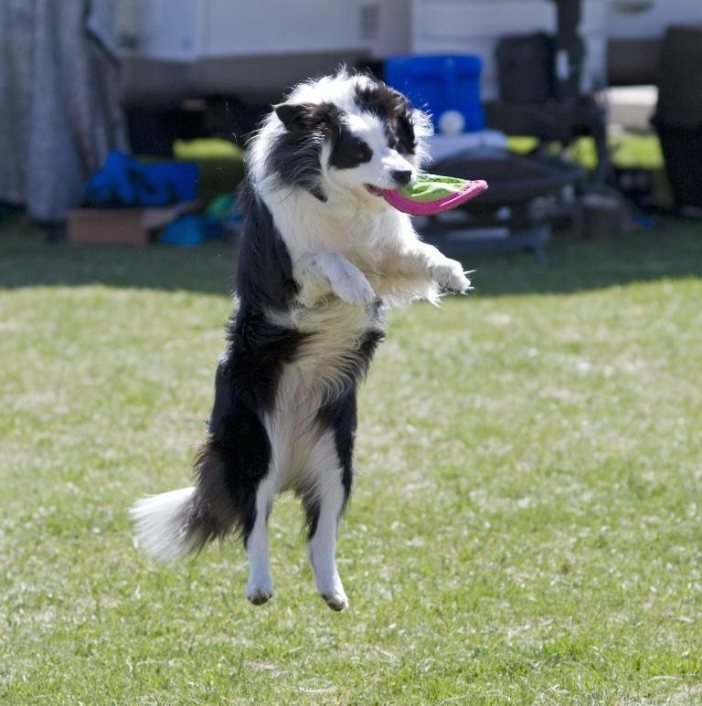 Why Is Collie Dog a Perfect Watchdog (17)