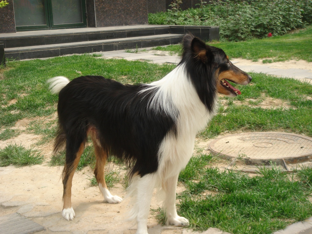Why Is Collie Dog a Perfect Watchdog (19)