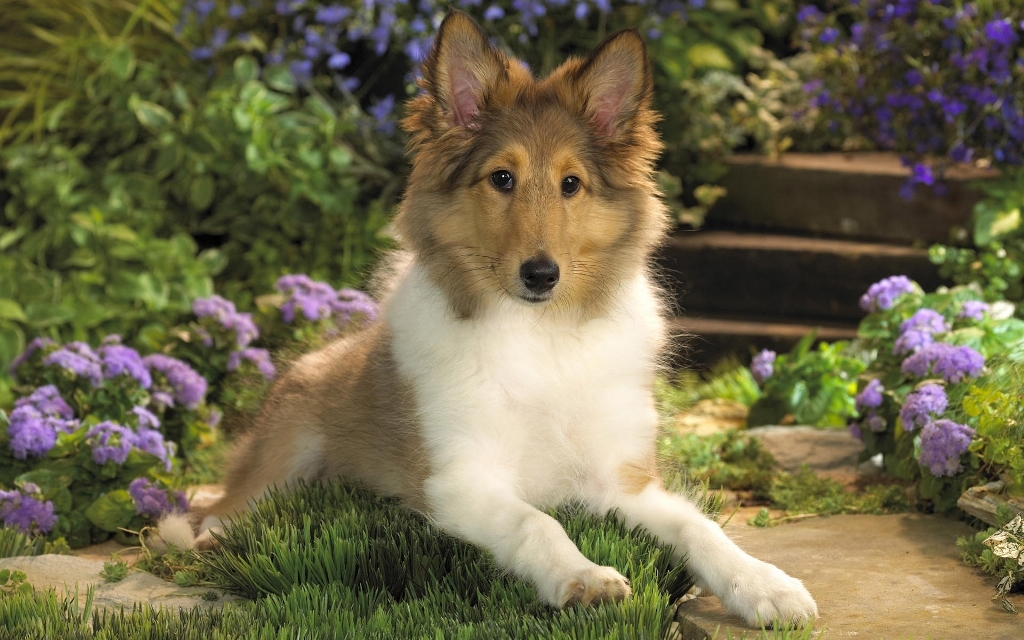 Why-Is-Collie-Dog-a-Perfect-Watchdog-20 Why Is Collie Dog a Perfect Watchdog?