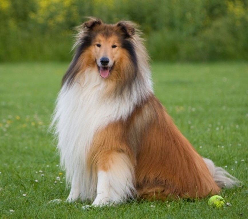 Why Is Collie Dog a Perfect Watchdog (21)