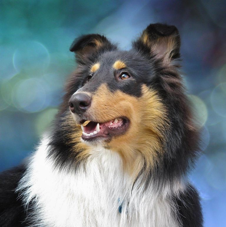 Why Is Collie Dog a Perfect Watchdog (3)