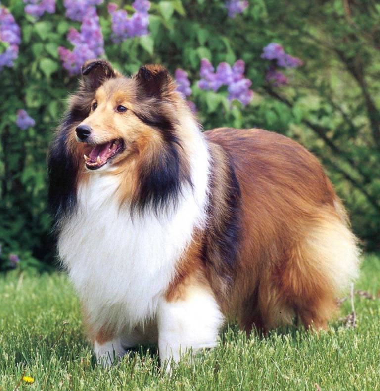 Why Is Collie Dog a Perfect Watchdog (4)