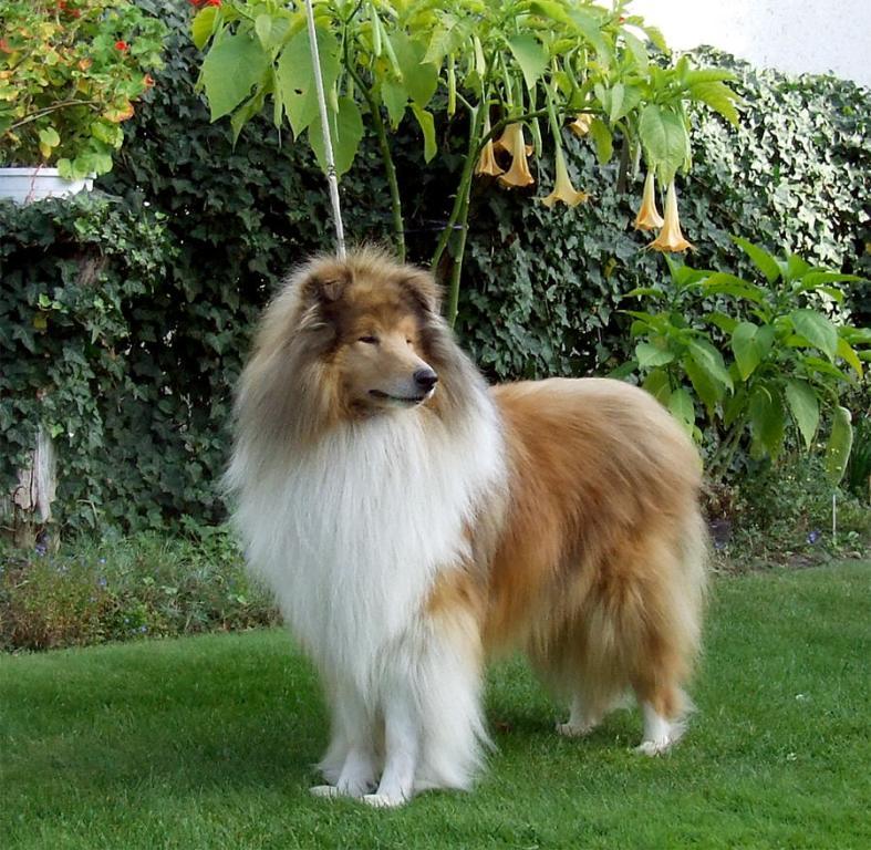 Why Is Collie Dog a Perfect Watchdog (5)