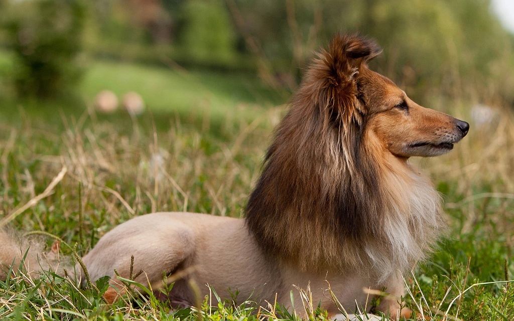 Why Is Collie Dog a Perfect Watchdog (9)