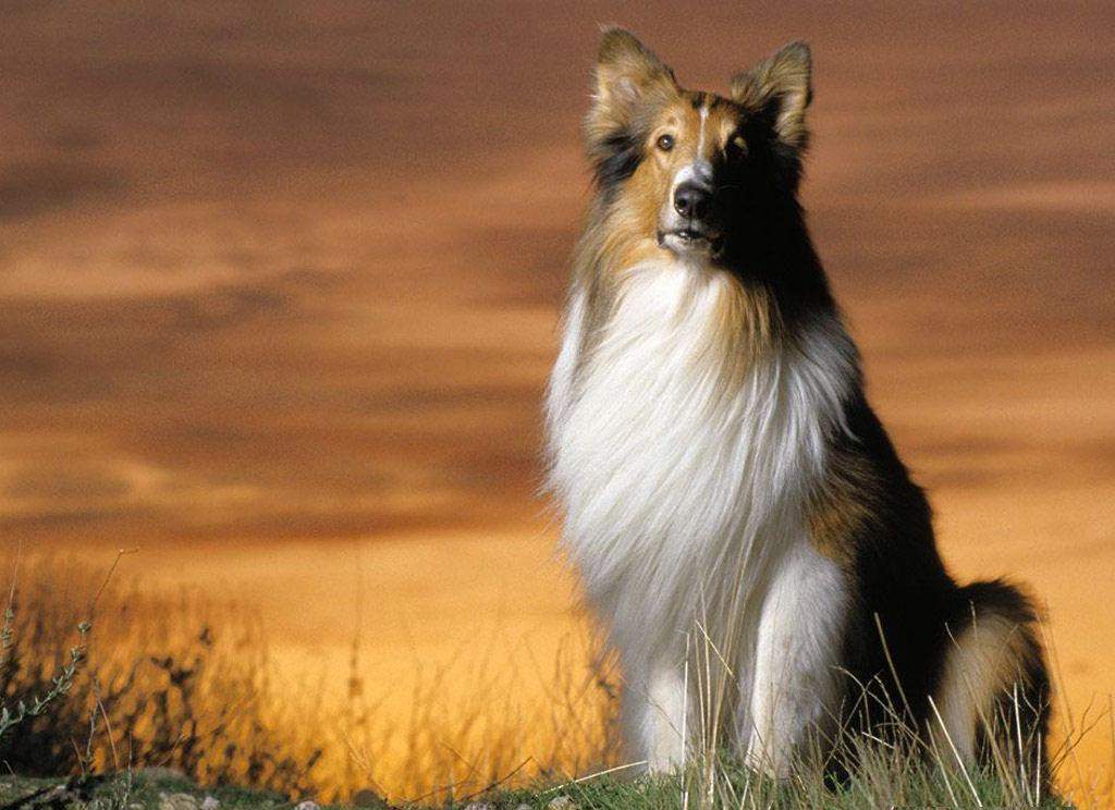 Why Is Collie Dog a Perfect Watchdog