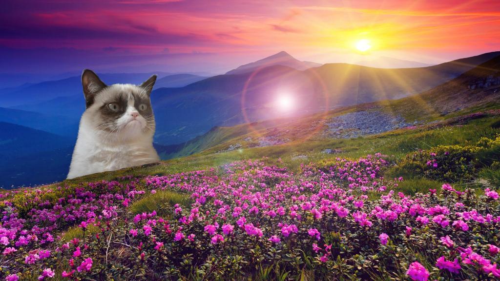 Why Is the Grumpy Cat Always Angry? 12 Why Is the Grumpy Cat Always Angry (10)