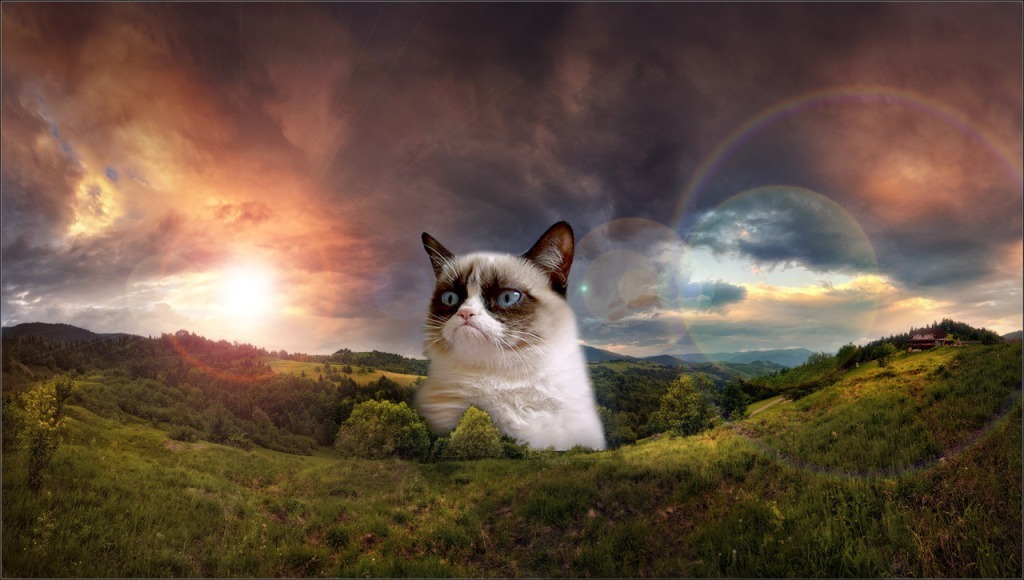 Why Is the Grumpy Cat Always Angry (11)