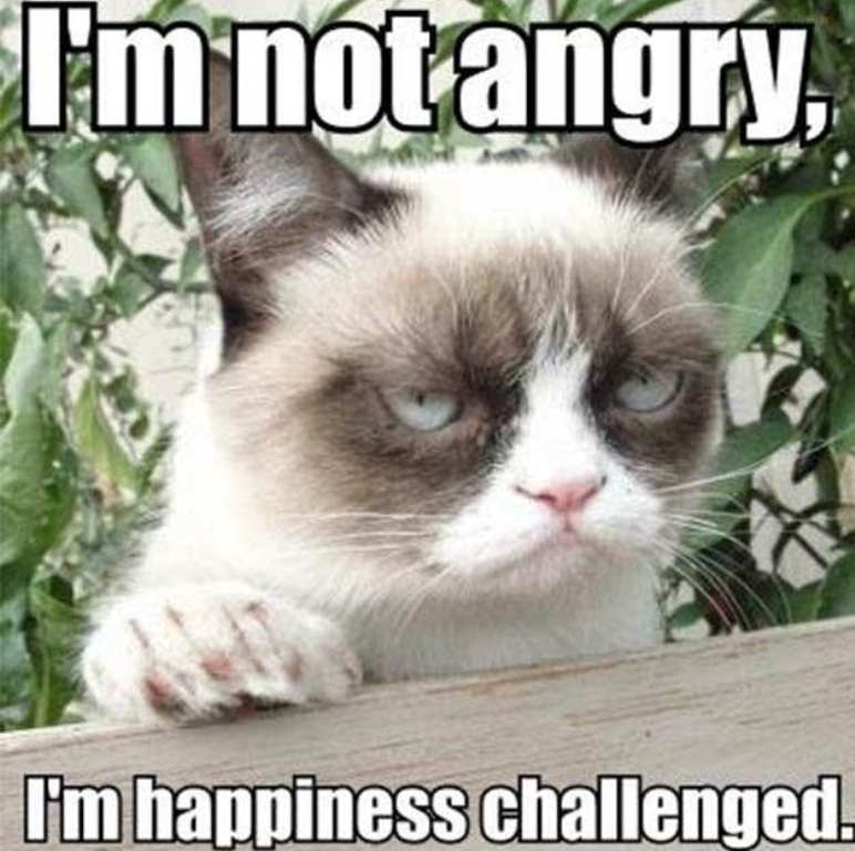 Why Is the Grumpy Cat Always Angry (14)