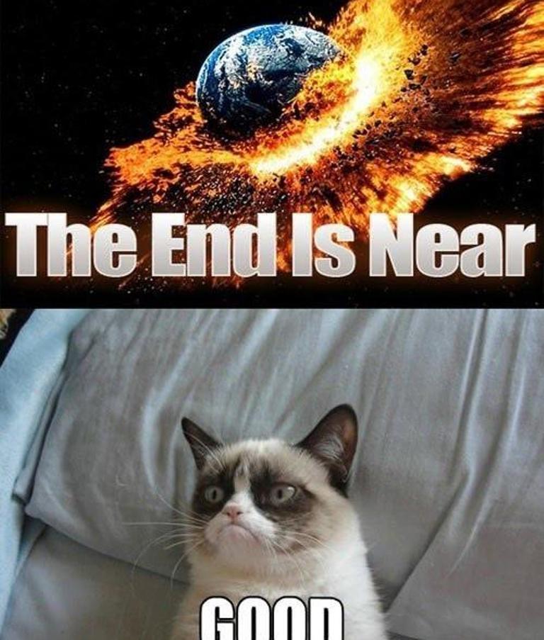 Why Is the Grumpy Cat Always Angry (17)