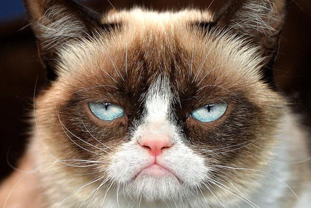 Why Is the Grumpy Cat Always Angry (3)