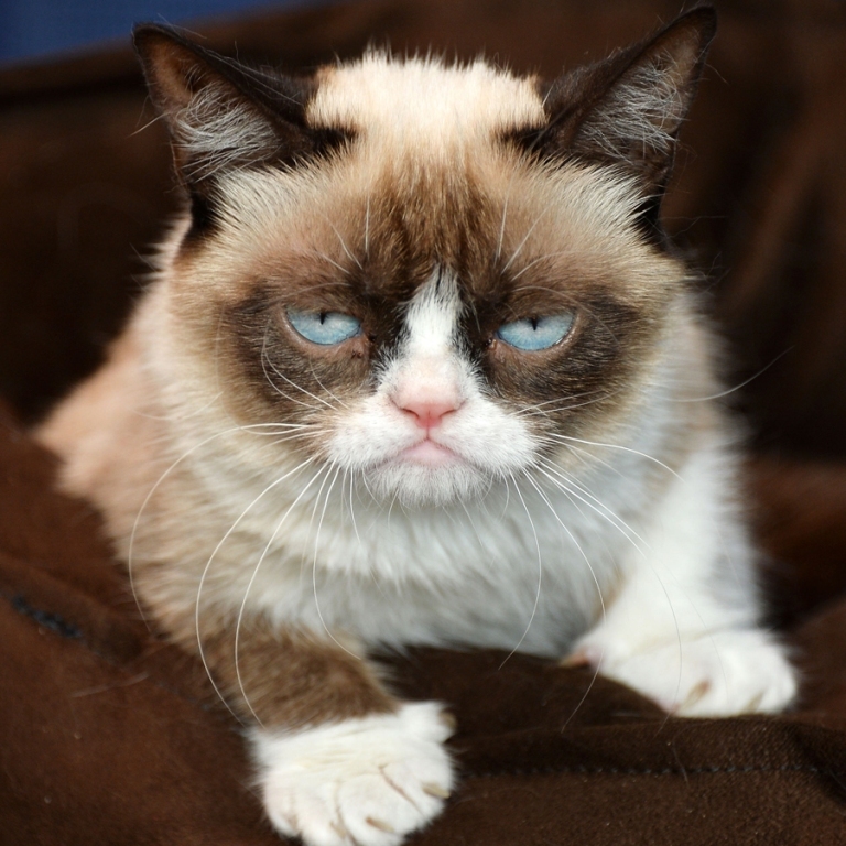 Why-Is-the-Grumpy-Cat-Always-Angry-4 Why Is the Grumpy Cat Always Angry?