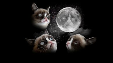 Why Is the Grumpy Cat Always Angry 5 Why Is the Grumpy Cat Always Angry? - 5