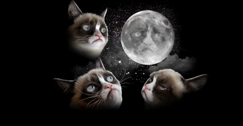 Why Is the Grumpy Cat Always Angry 5 Why Is the Grumpy Cat Always Angry? - the angry cat 1