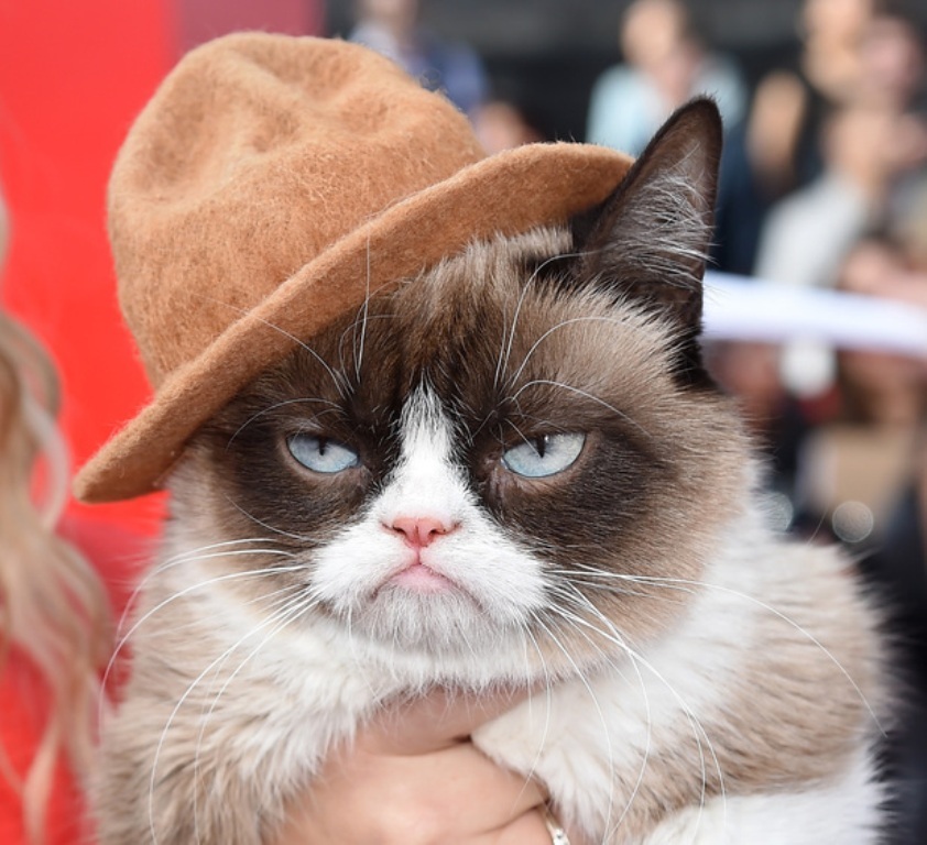 Why Is the Grumpy Cat Always Angry? Pouted Magazine