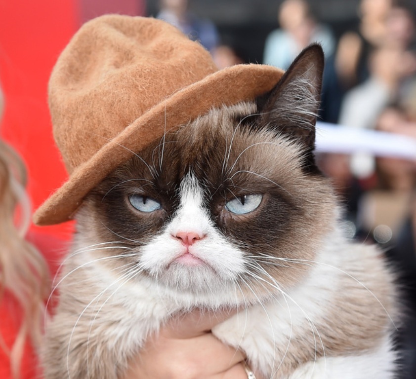 Why-Is-the-Grumpy-Cat-Always-Angry-6 Why Is the Grumpy Cat Always Angry?
