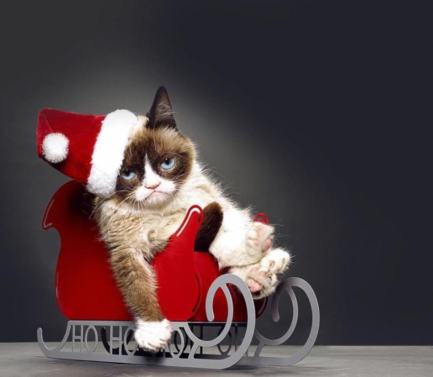 Why-Is-the-Grumpy-Cat-Always-Angry-8 Why Is the Grumpy Cat Always Angry?