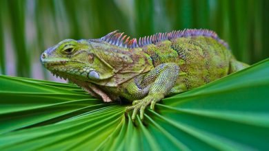 Animals With Incredible Eyes 38 5454545 Animals With Incredible Eyes - 7