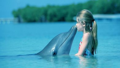 7026549 dolphin 1 What Do You Know About Dolphin Superpowers? - 30