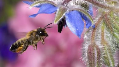 animal wallpapers honey bee wallpaper wallpaper 31859 Amazing Facts About Honeybees - 8 certain death