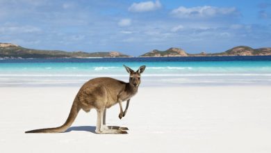 kangaroo on beach 1 Top 10 Strangest Wild Animals in The World - 8 peacocks