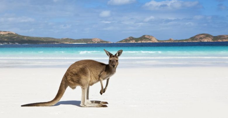 kangaroo on beach 1 Top 10 Strangest Wild Animals in The World - 1