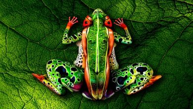 58 Most Marvelous 3D Body Paintings 170 3D Body Paintings 32 58 Most Marvelous 3D Body Paintings - 4