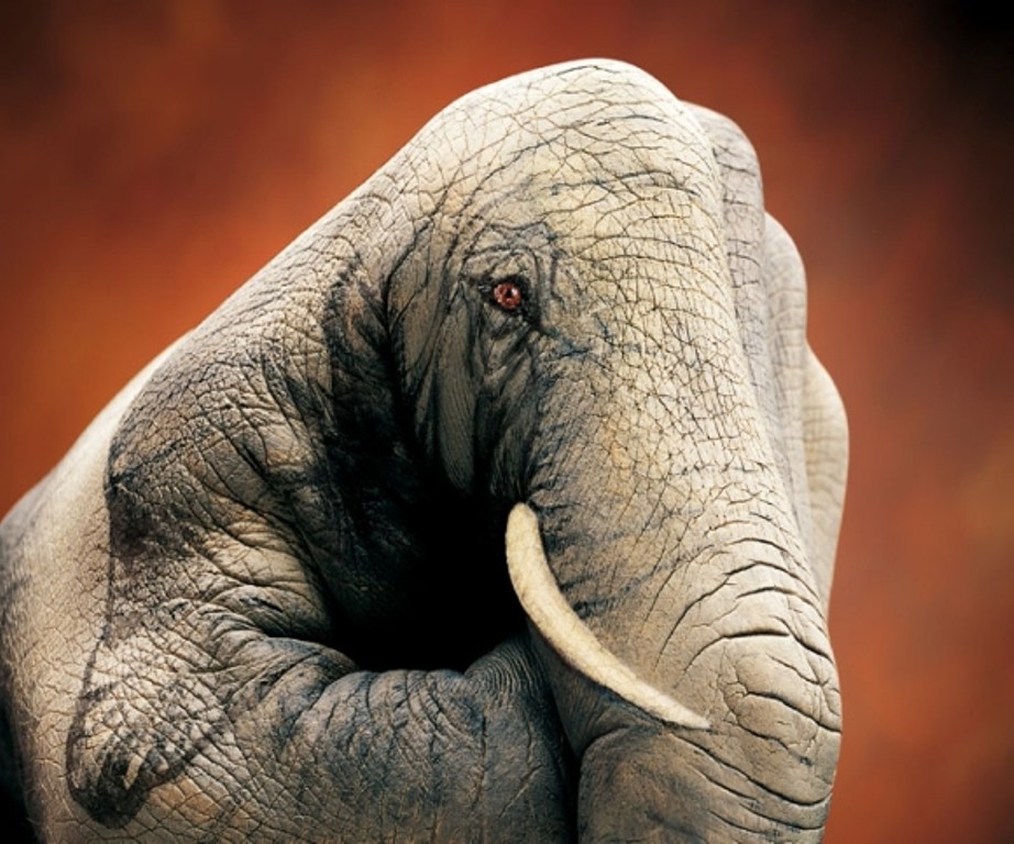 58 Most Marvelous 3D Body Paintings 55 3D Body Paintings (53)