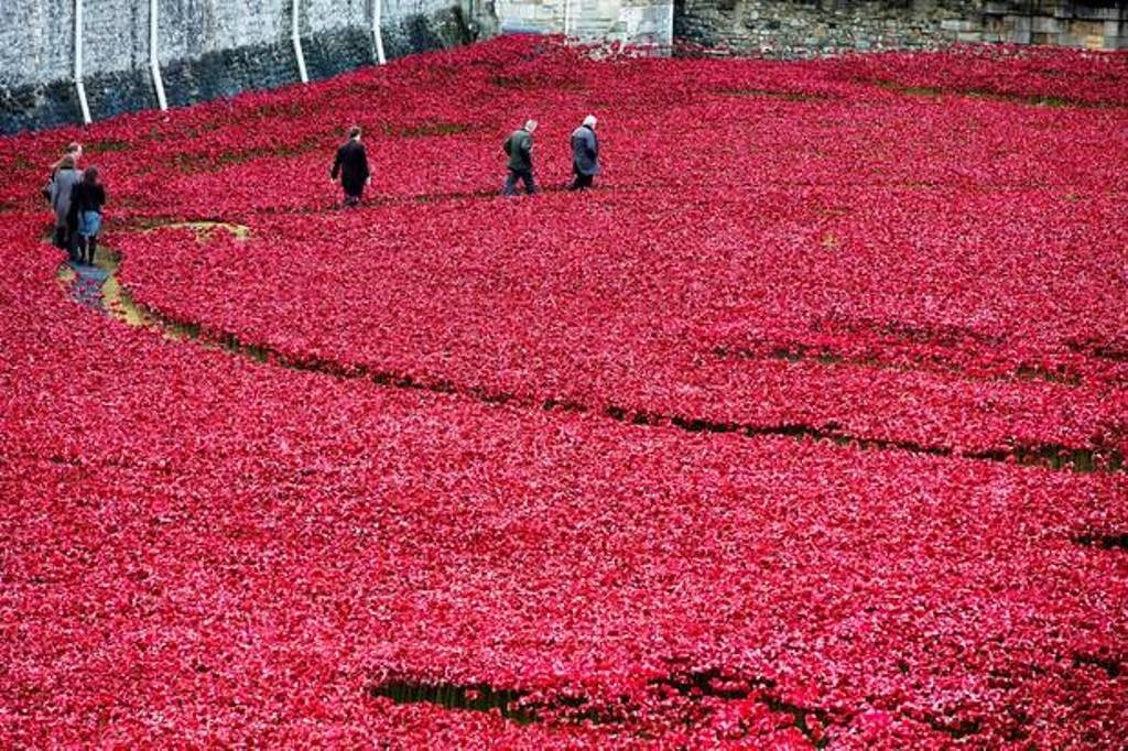 888,246 Breathtaking Poppies Make the Tower of London More Stunning (14)