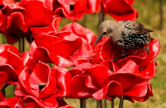 Breathtaking Poppies Make The Tower Of London More Stunning