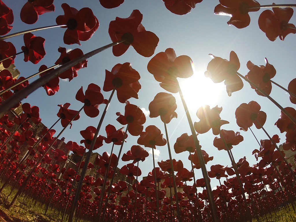 Breathtaking Poppies Make the Tower of London More Stunning 28 888,246 Breathtaking Poppies Make the Tower of London More Stunning (26)