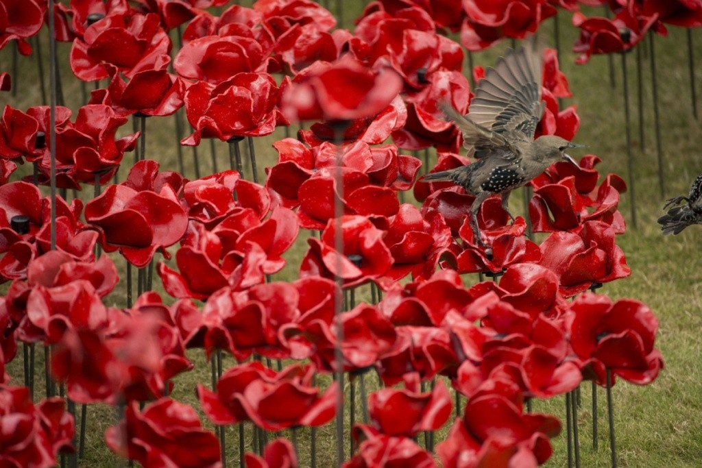 Breathtaking Poppies Make the Tower of London More Stunning 29 888,246 Breathtaking Poppies Make the Tower of London More Stunning (27)