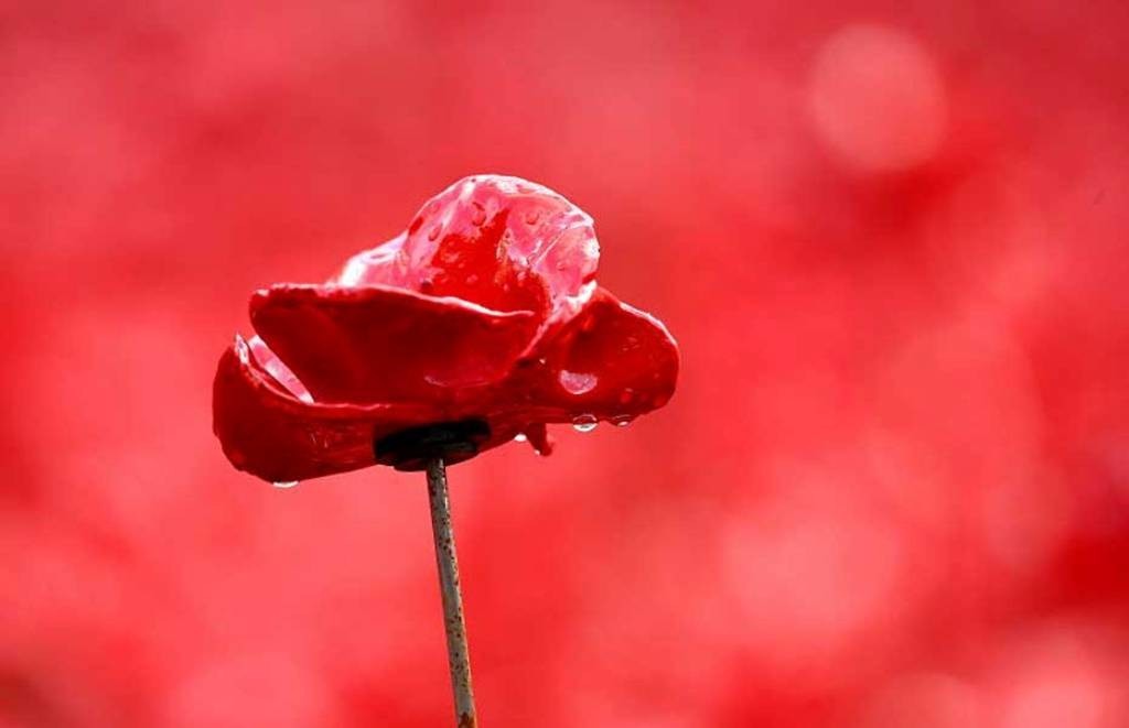 Breathtaking Poppies Make the Tower of London More Stunning 31 888,246 Breathtaking Poppies Make the Tower of London More Stunning (29)