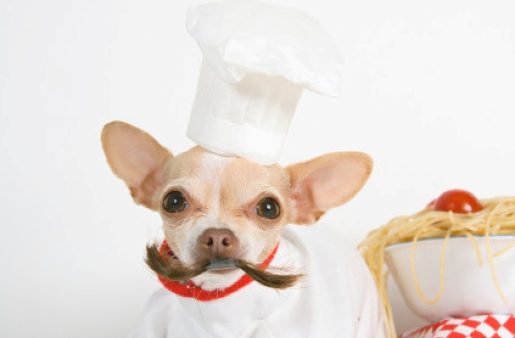 The Main Health Guide to Take Care of Your Pets 11 The Main Health Guide to Take Care of Your Pets (10)