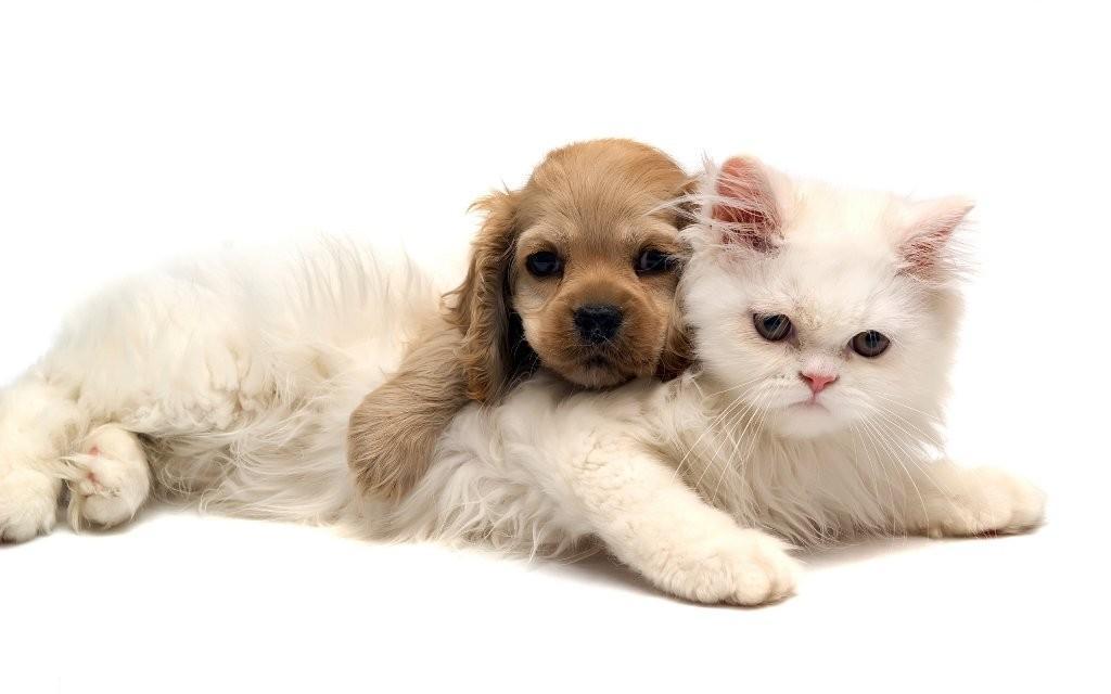 The Main Health Guide to Take Care of Your Pets (1)