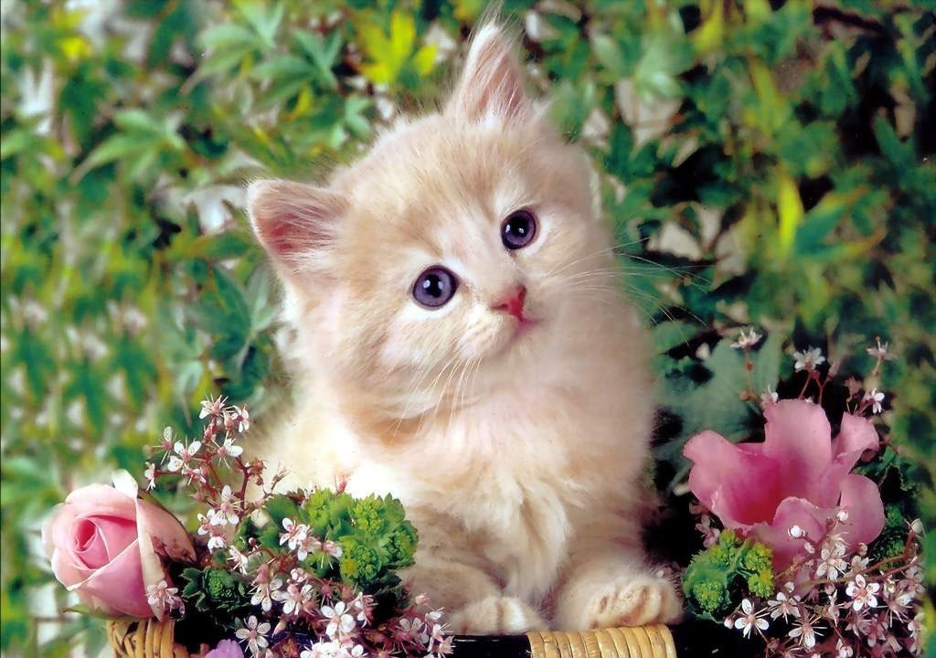 The Main Health Guide to Take Care of Your Pets 15 The Main Health Guide to Take Care of Your Pets (14)