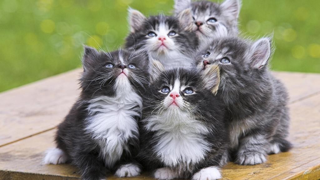 The Main Health Guide to Take Care of Your Pets 17 The Main Health Guide to Take Care of Your Pets (16)