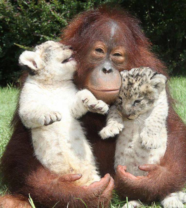 The Main Health Guide to Take Care of Your Pets 19 The Main Health Guide to Take Care of Your Pets (18)