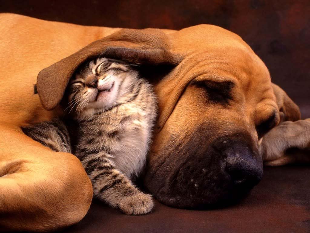 The Main Health Guide to Take Care of Your Pets (2)