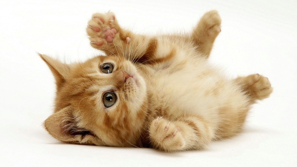 The Main Health Guide to Take Care of Your Pets 22 The Main Health Guide to Take Care of Your Pets (21)