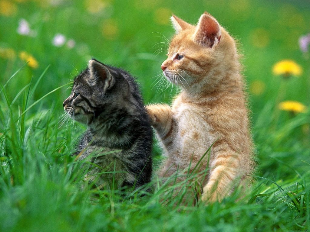 The Main Health Guide to Take Care of Your Pets 24 The Main Health Guide to Take Care of Your Pets (23)
