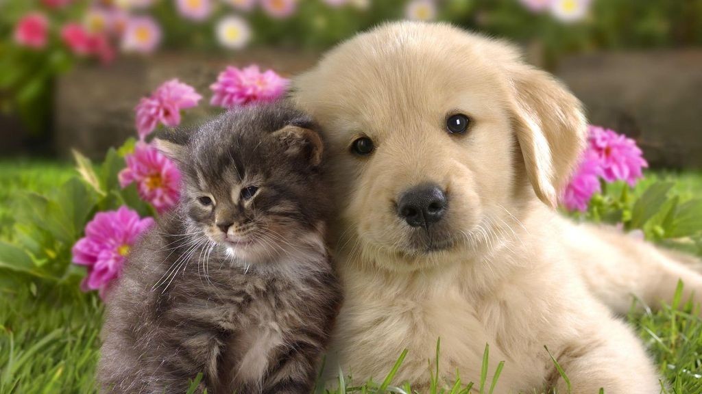 The Main Health Guide to Take Care of Your Pets 29 The Main Health Guide to Take Care of Your Pets (28)