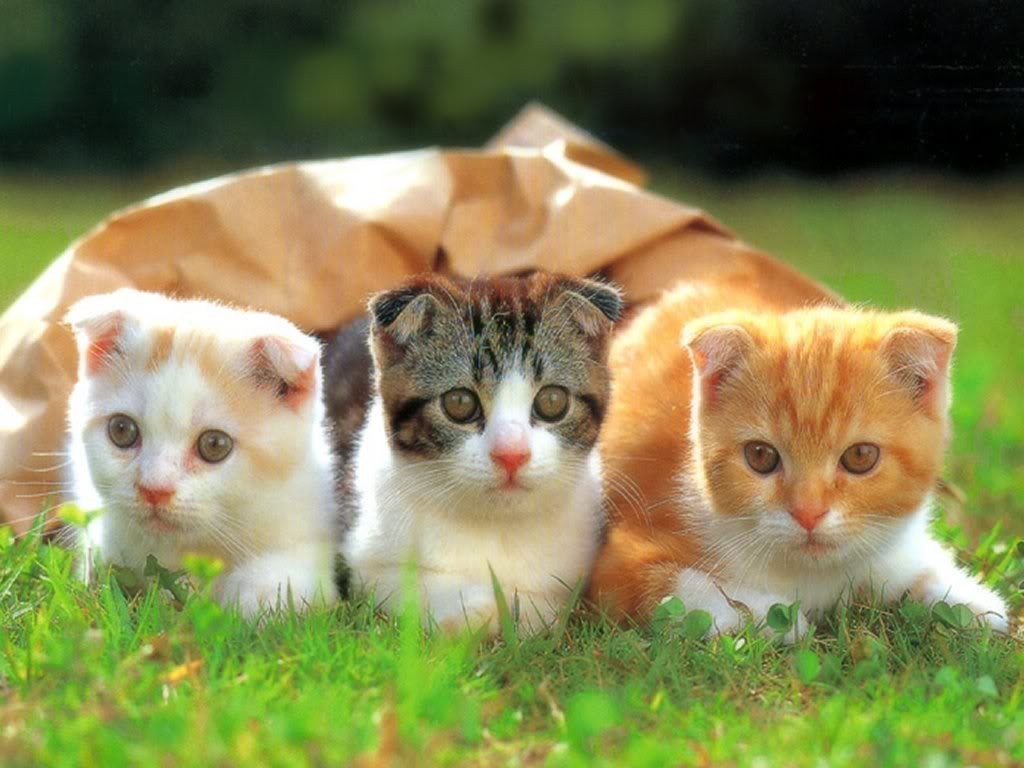 The Main Health Guide to Take Care of Your Pets 33 The Main Health Guide to Take Care of Your Pets (32)