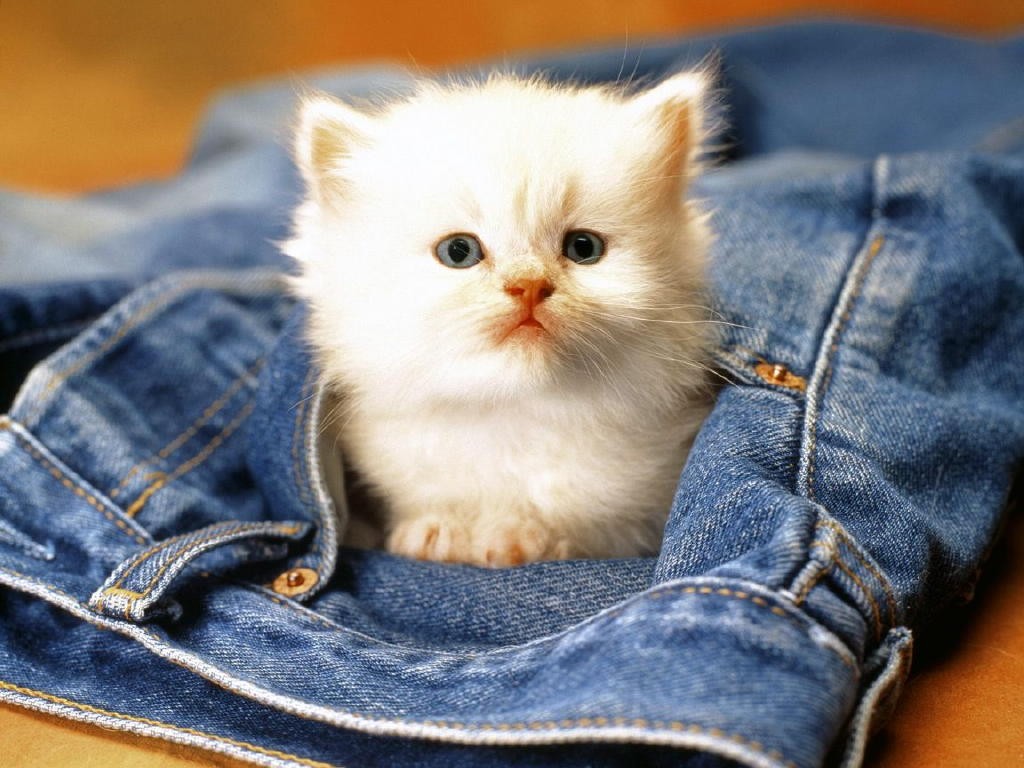The Main Health Guide to Take Care of Your Pets 38 The Main Health Guide to Take Care of Your Pets (37)