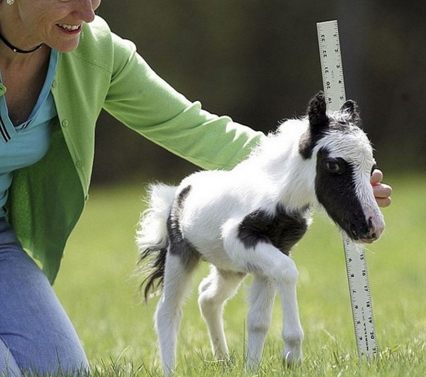 The Main Health Guide to Take Care of Your Pets 41 The Main Health Guide to Take Care of Your Pets (40)