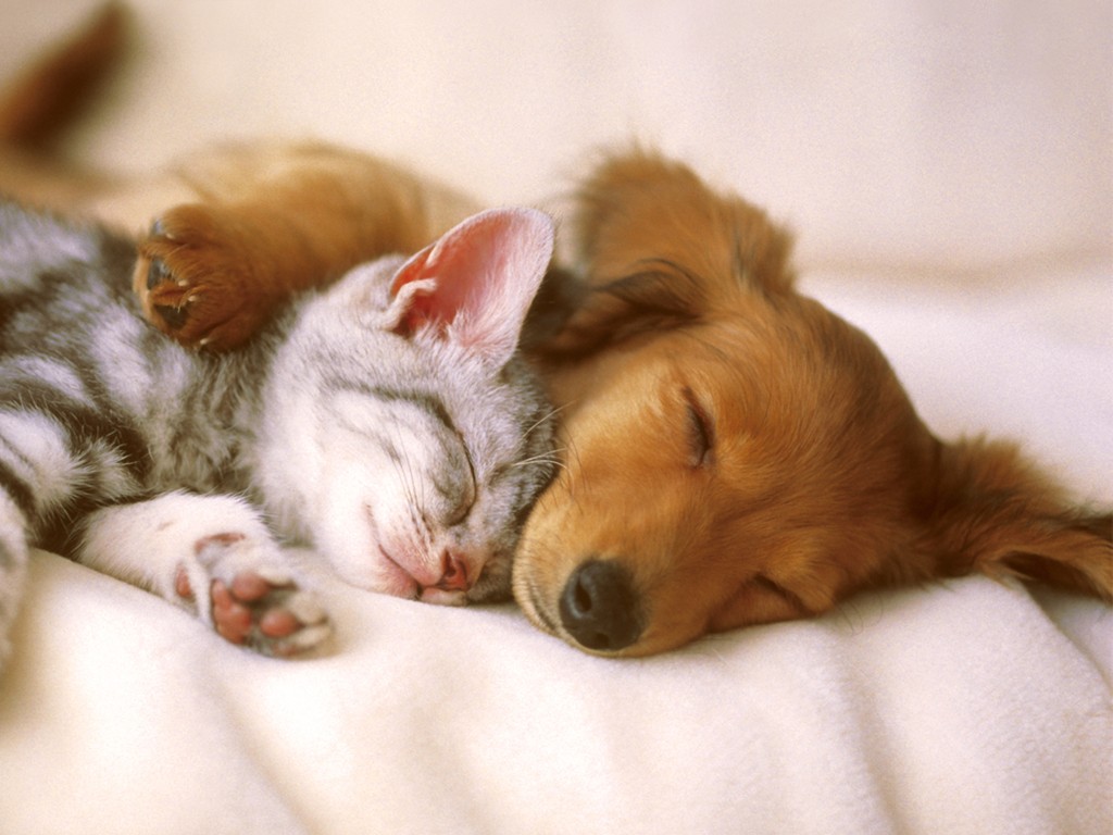 The Main Health Guide to Take Care of Your Pets (5)