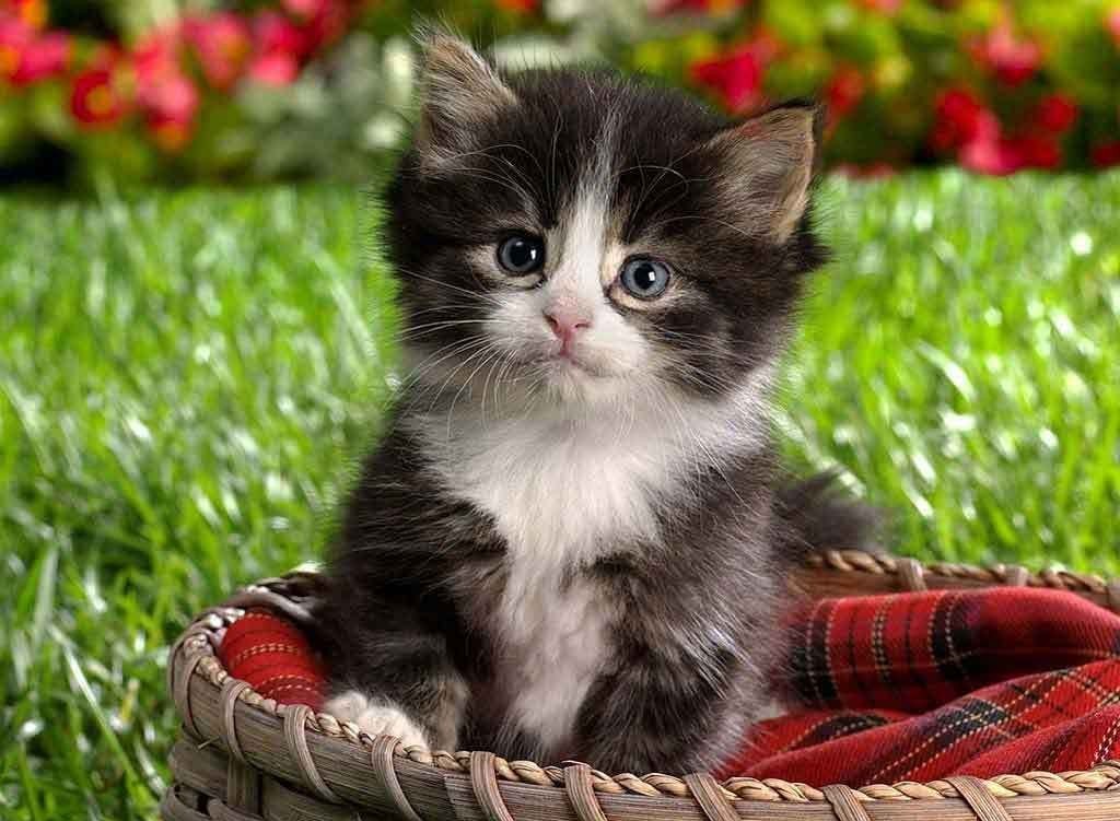 The Main Health Guide to Take Care of Your Pets 7 The Main Health Guide to Take Care of Your Pets (6)