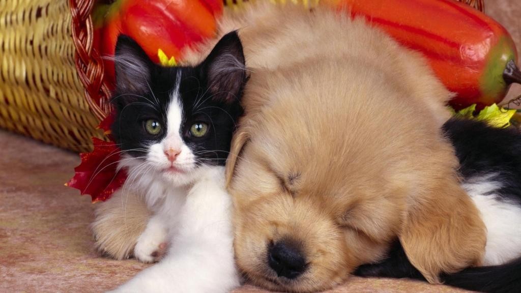 The Main Health Guide to Take Care of Your Pets (7)